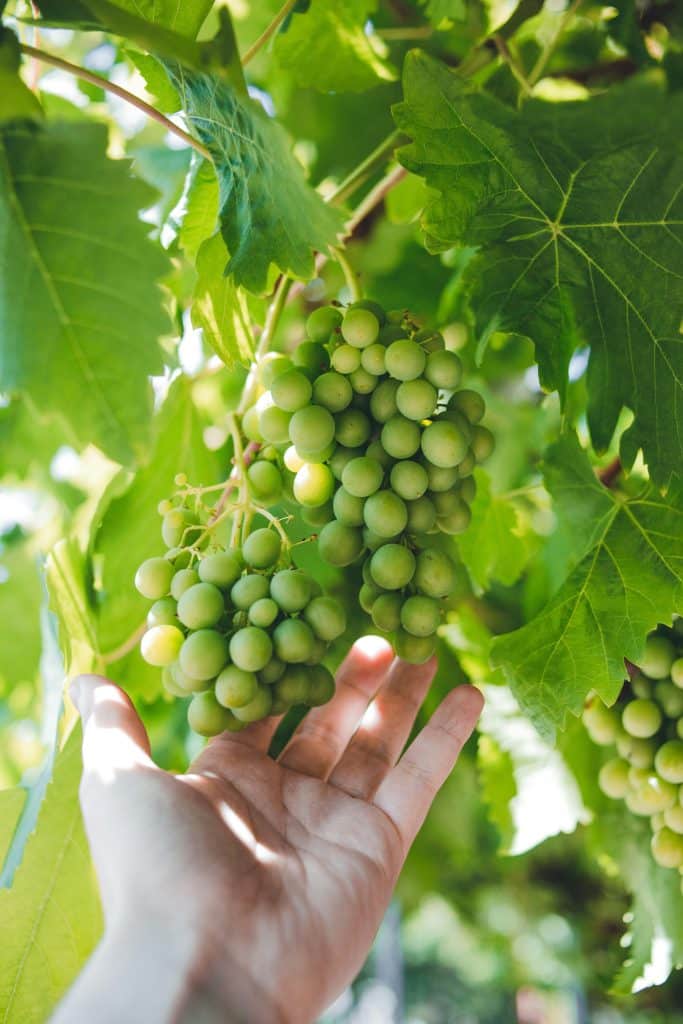 A close-up shot of a hand gently cupping a bunch of unripe green grapes hanging from a vine, with sunlight filtering through the green leaves creating a dappled light effect.