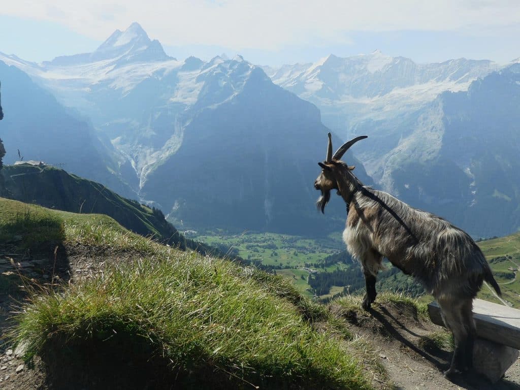 A horned mountain goat standing on a grassy ridge overlooking the Grindelwald valley and the Wetterhorn peak.